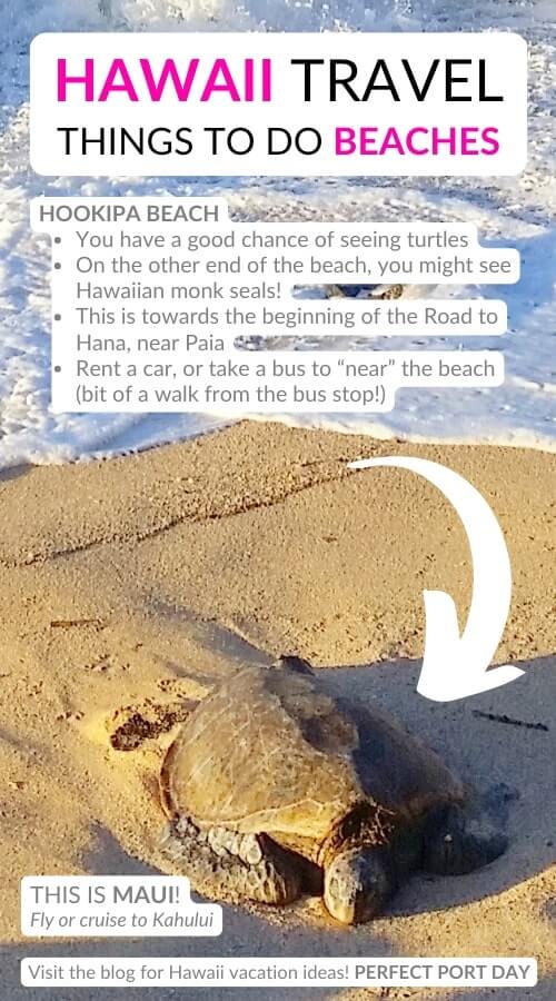 hookipa beach turtles. best hawaii beaches to see turtles in maui
