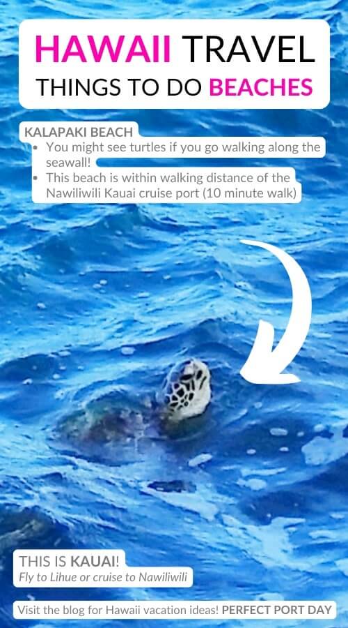 kalapaki beach turtles. best hawaii beaches to see turtles in kauai