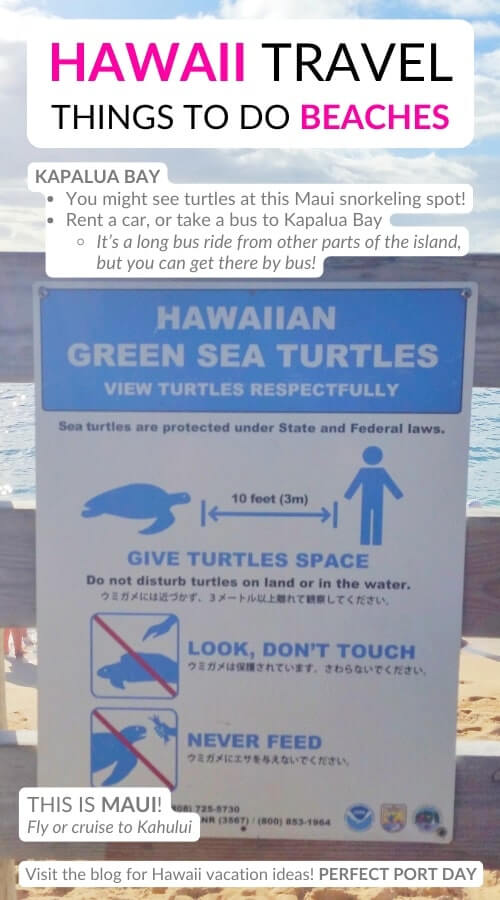 kapalua bay turtles. best hawaii beaches to see turtles in maui