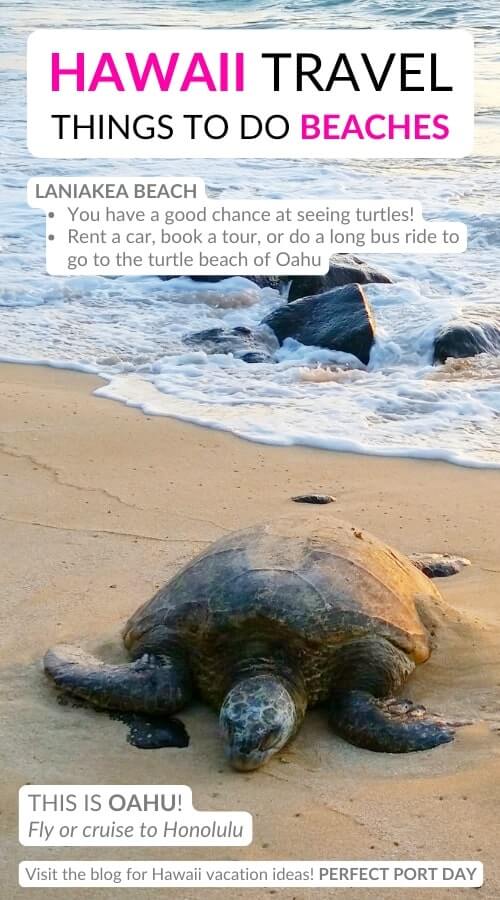 laniakea beach turtles. best hawaii beaches to see turtles in oahu